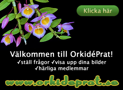 Välkommen till OrkidéPrat! ställ frågor visa upp dina bilder härliga medlemmar